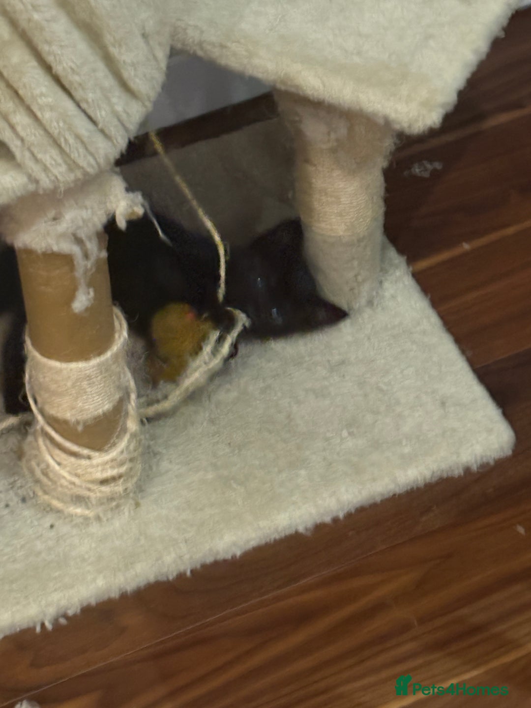 Domestic Shorthair cats for sale: Forever homes needed  - Image 4