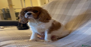 Cavalier King Charles Spaniel dogs in Heathfield - Advert 4