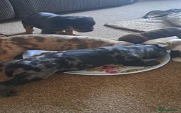 American Bulldog dogs for sale: Chunky American Bulldog Pups - Image 9