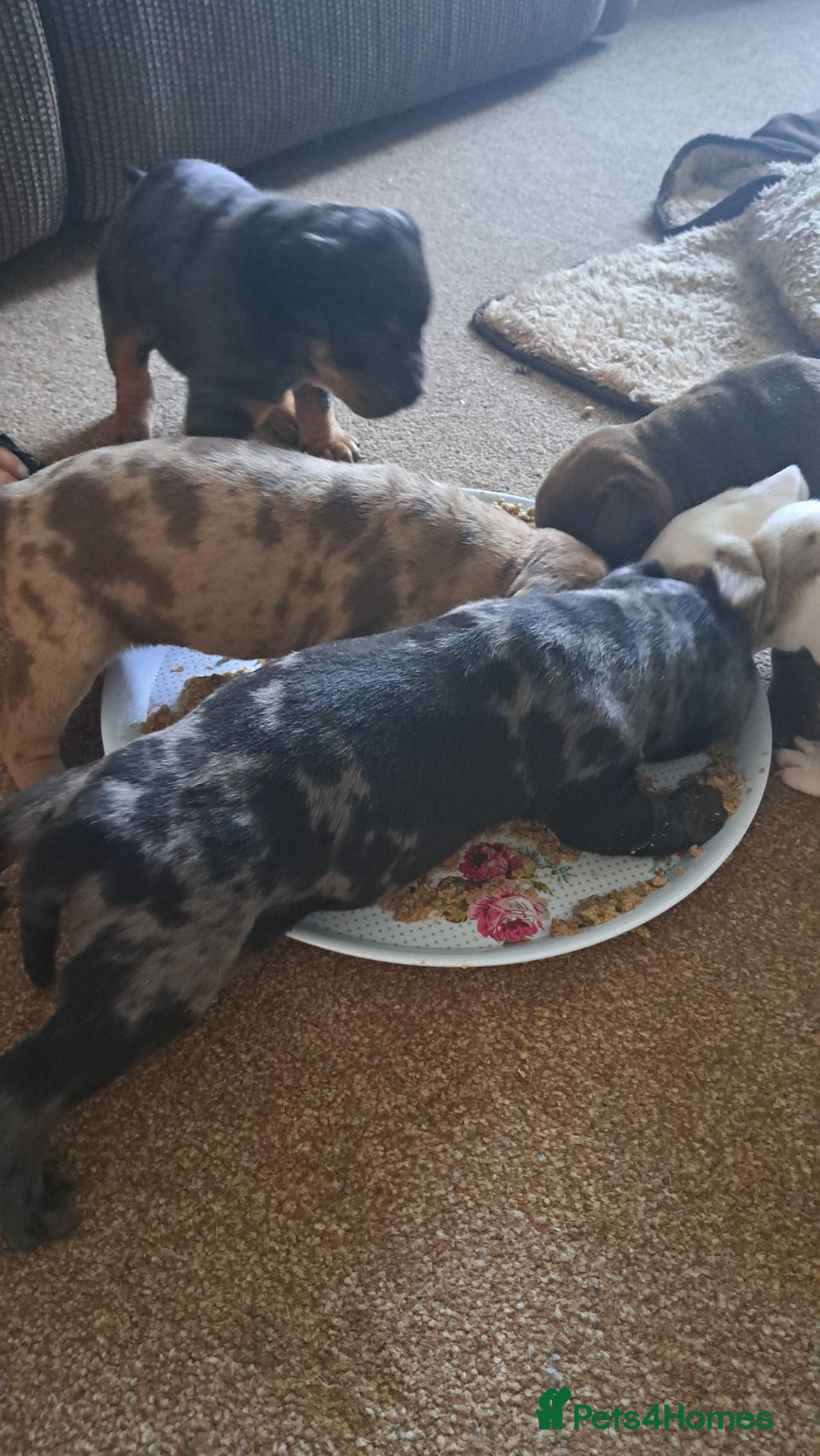 American Bulldog dogs for sale: Chunky American Bulldog Pups - Image 9
