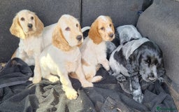 Cocker Spaniel dogs for sale: Orange & Blue Roan Show Cockers - Image 7