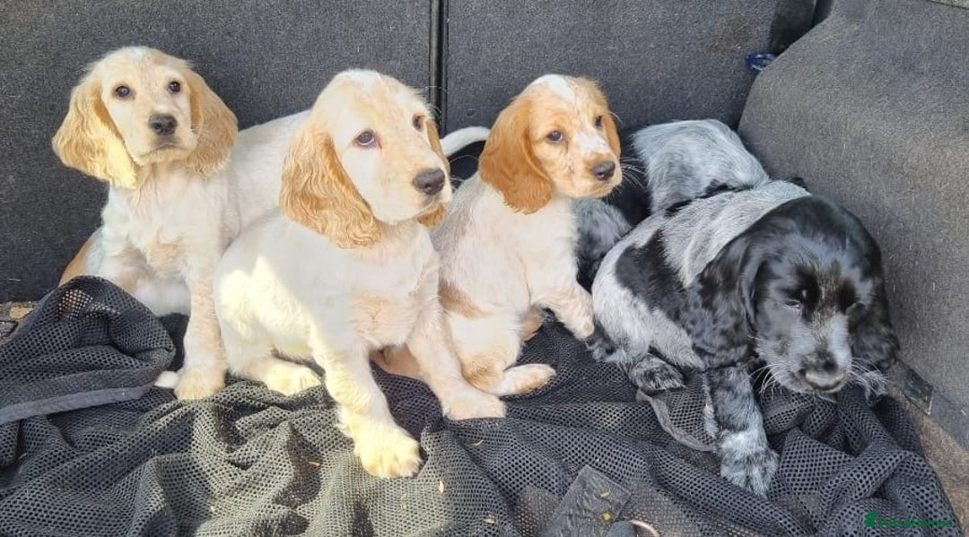 Cocker Spaniel dogs for sale: Orange & Blue Roan Show Cockers - Image 7