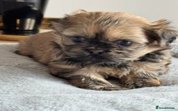 Shih Tzu dogs for sale: Shihtzu pups  - Image 24