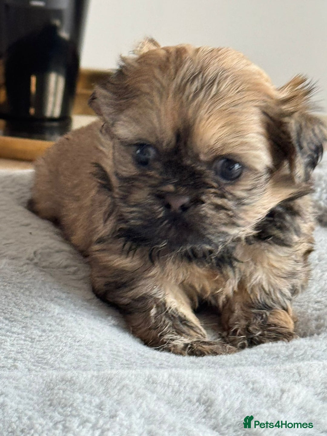 Shih Tzu dogs for sale: Shihtzu pups  - Image 24