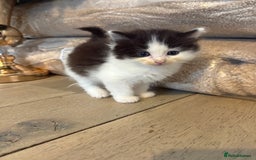 Mixed Breed cats for sale: 5 beautiful fluffy kittens  - Image 10