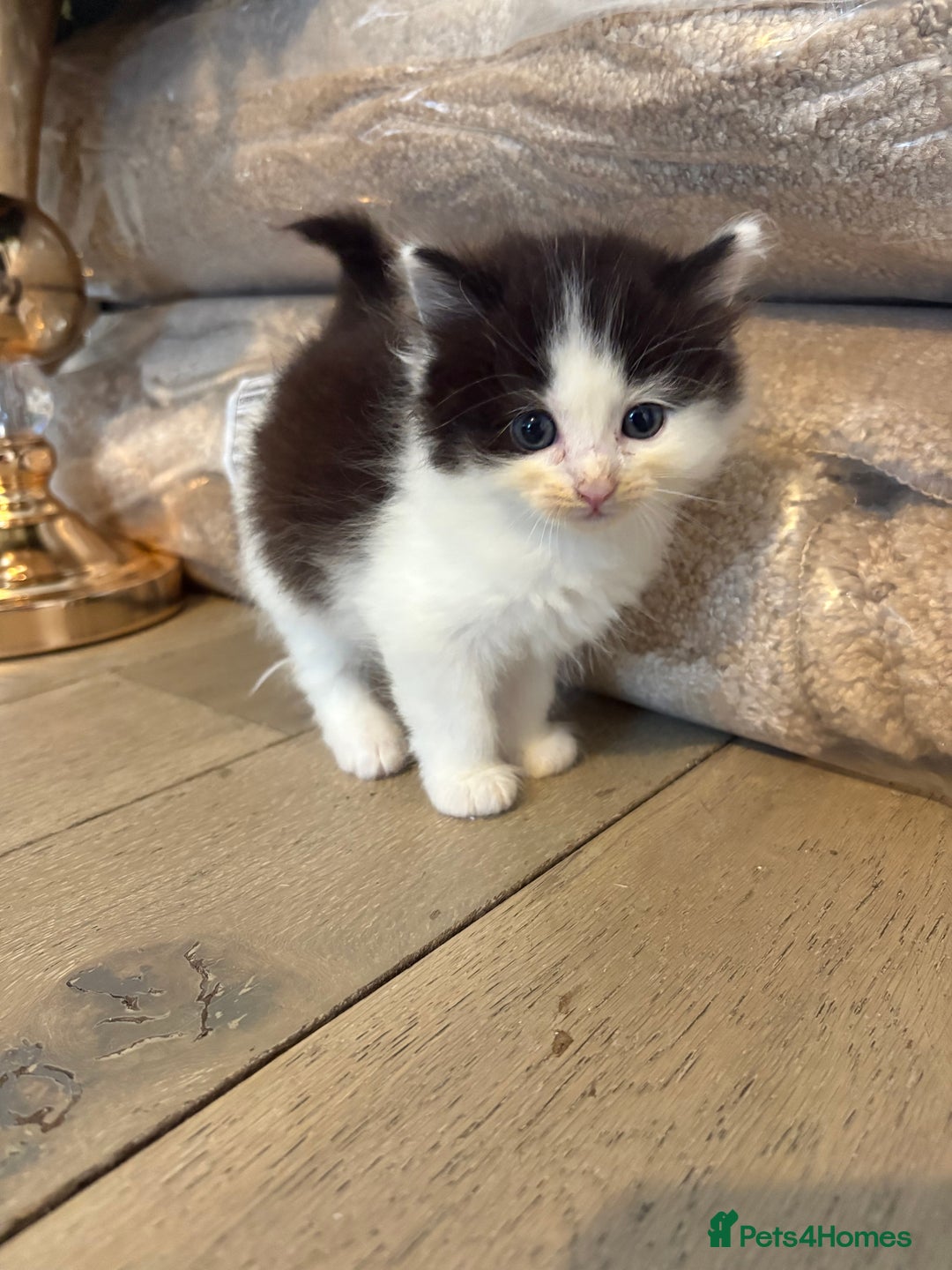 Mixed Breed cats for sale: 5 beautiful fluffy kittens  - Image 10