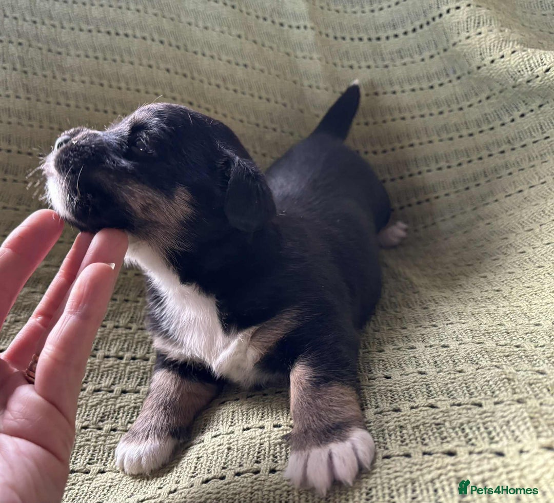 Mixed Breed dogs for sale: Lhasa-JackRussell - Advert 6