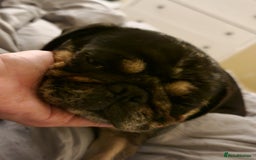 Pug dogs for sale: Pretty Merle Pug - Image 5