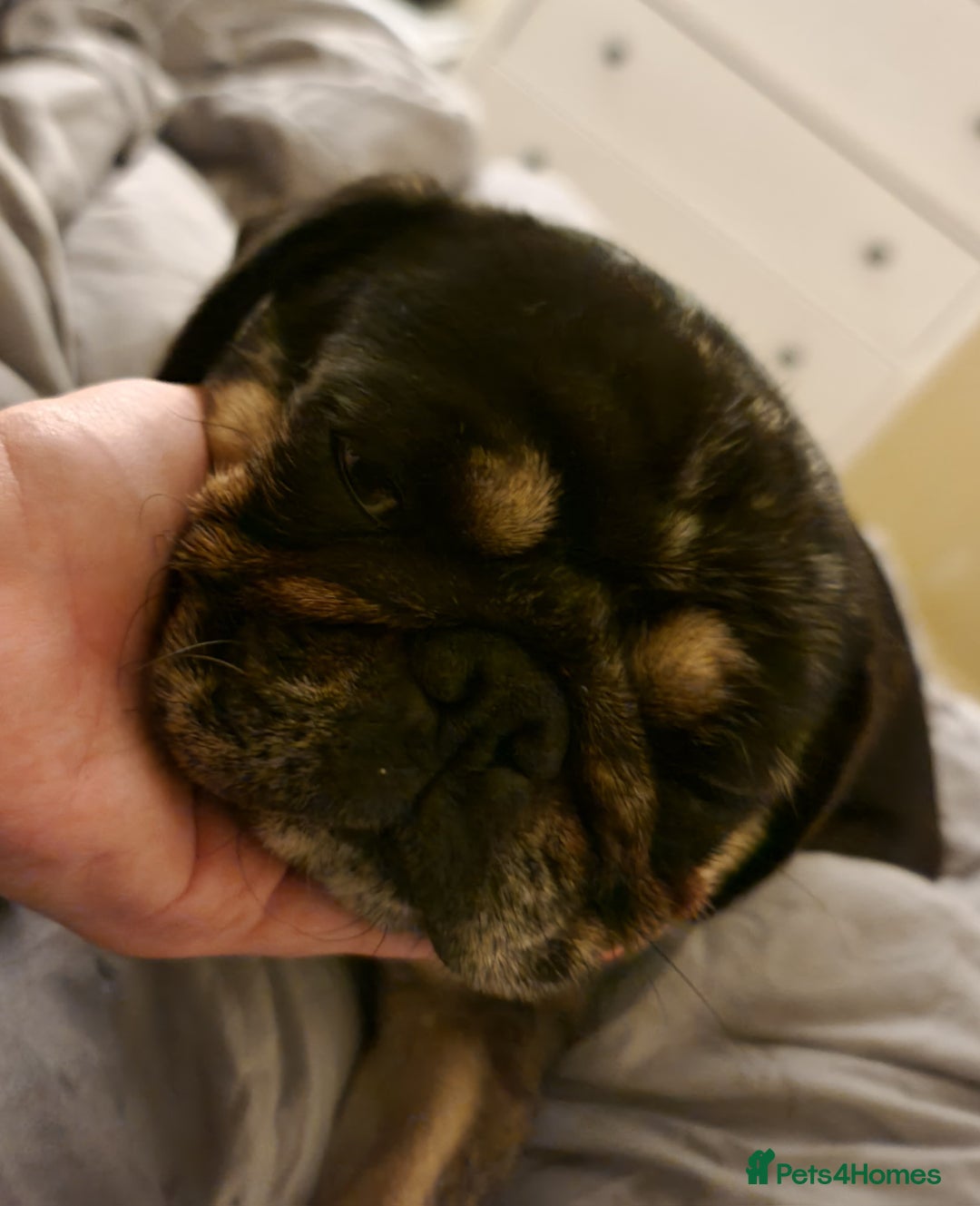Pug dogs for sale: Pretty Merle Pug - Image 5