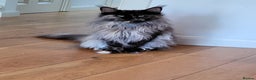 Maine Coon cats for sale: Adult female rehoming  - Advert 2