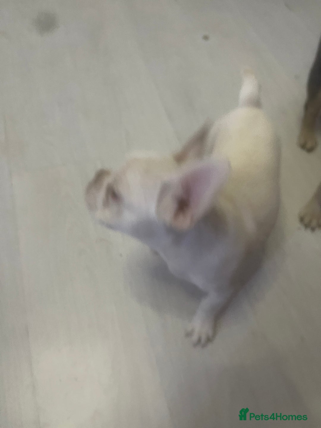 French Bulldog dogs for sale: french bulldog boy  - Advert 4
