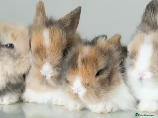 Lionhead rabbits Quality Double-maned Lionhead Rabbits - Advert 10