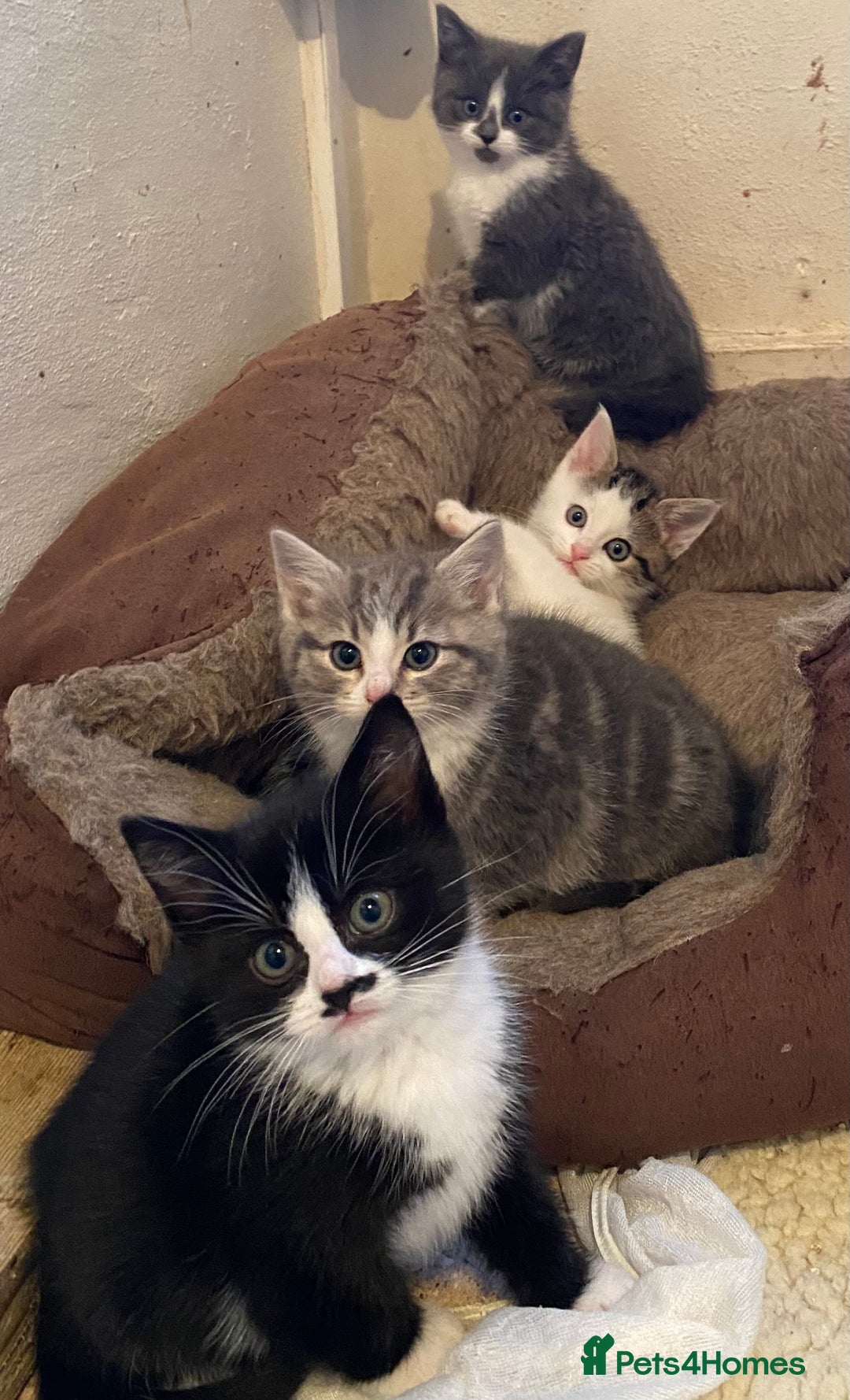 Mixed Breed cats for sale: Stunning part Siamese kittens ready now - Advert 19