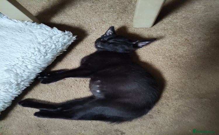 Mixed Breed cats in Faversham - Advert 10