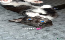 British Shorthair cats for sale: Two kittens for sale  - Image 1