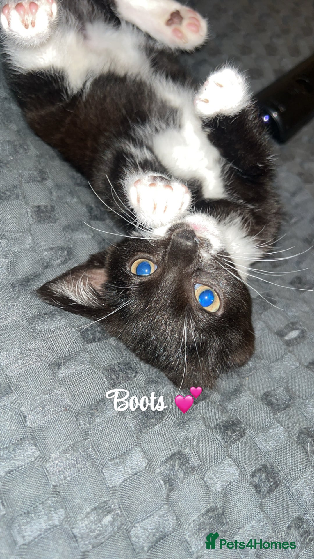 British Shorthair cats for sale: Two kittens for sale  - Image 1