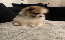 Pomeranian dogs for sale: Unique patterned Pomeranians 🩵🩷 - Image 4