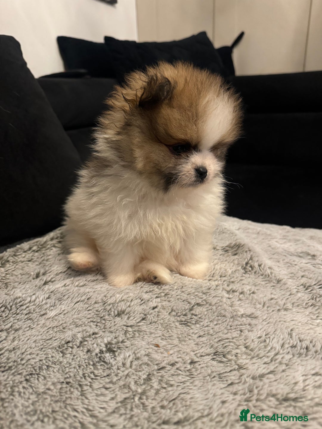 Pomeranian dogs for sale: Unique patterned Pomeranians 🩵🩷 - Image 4