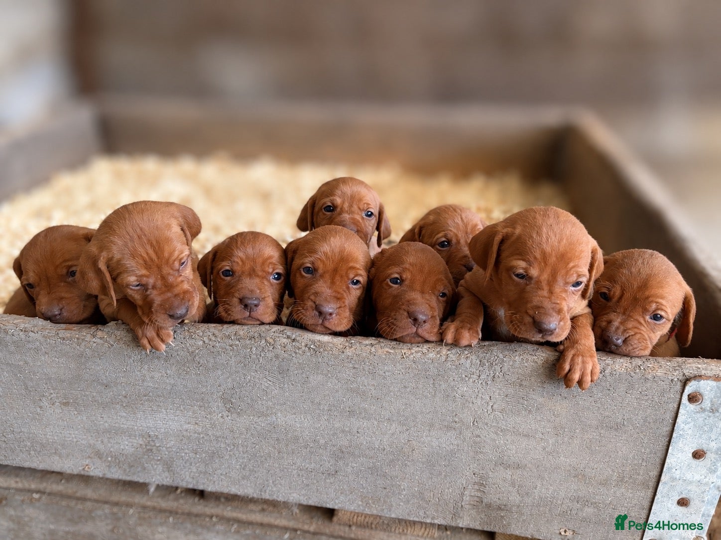 Hungarian Vizsla dogs KC Registered Hungarian Vizsla Puppies - Advert 1