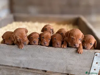 Hungarian Vizsla dogs KC Registered Hungarian Vizsla Puppies - Advert 1