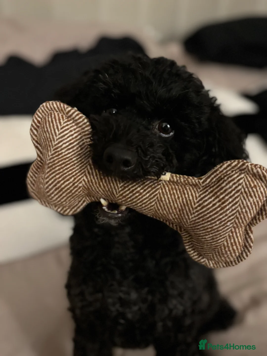 Toy Poodle dogs for sale: Toy Poodle For Rehoming (5yo Male) - Advert 20