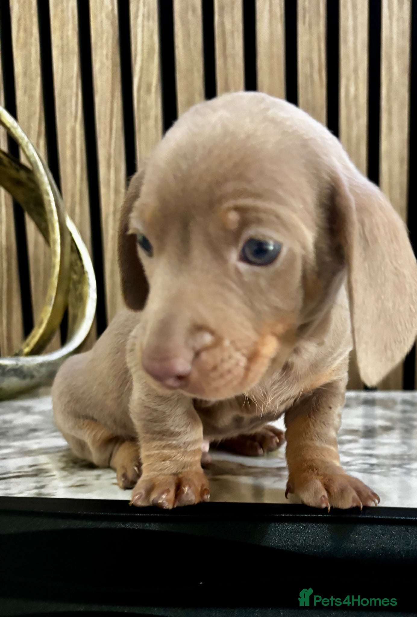 Miniature Dachshund dogs Miniature Dachshund Puppies 🐾🐾 - Advert 4
