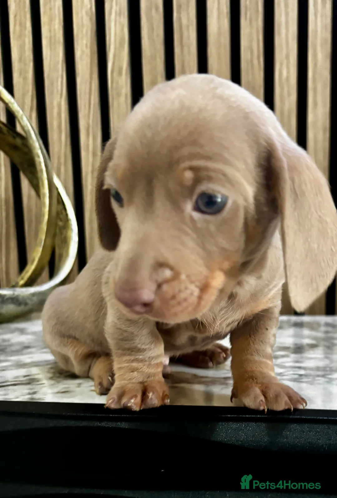 Miniature Dachshund dogs for sale: Miniature Dachshund Puppies 🐾🐾 in Waltham Cross - Advert 2