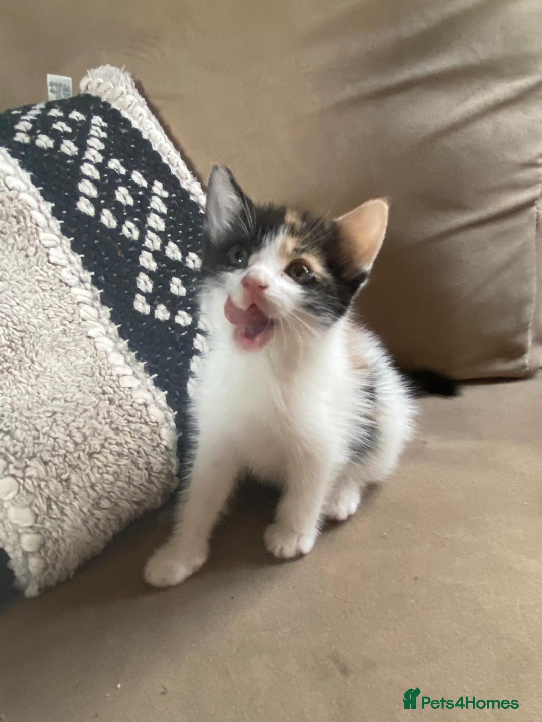 Mixed Breed cats for sale: 4 stunning babies READY NOW Calico and black&white - Image 17