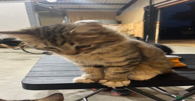 Ragdoll cats - Advert 5