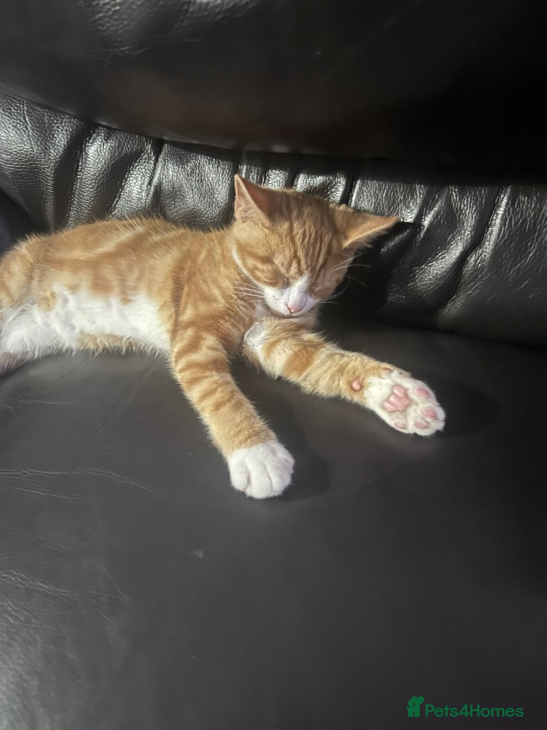 British Shorthair cats for sale: Male British Shorthaired Crossbreed For Sale - Image 5