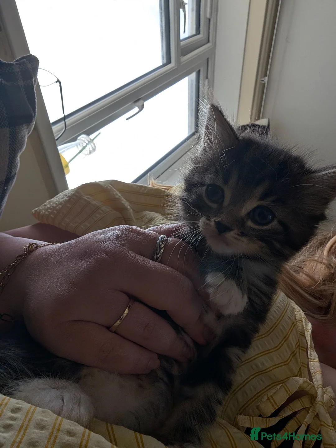 Mixed Breed cats for sale: 3 lovely playful friendly kittens  in Chichester - Advert 21