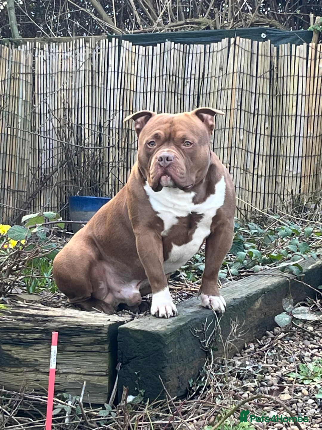 American Bully dogs for stud: Pocket Bully For Stud  - Advert 2