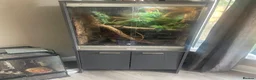 Lizard reptiles for sale: Green keel lizard full set up waterfal - Advert 1