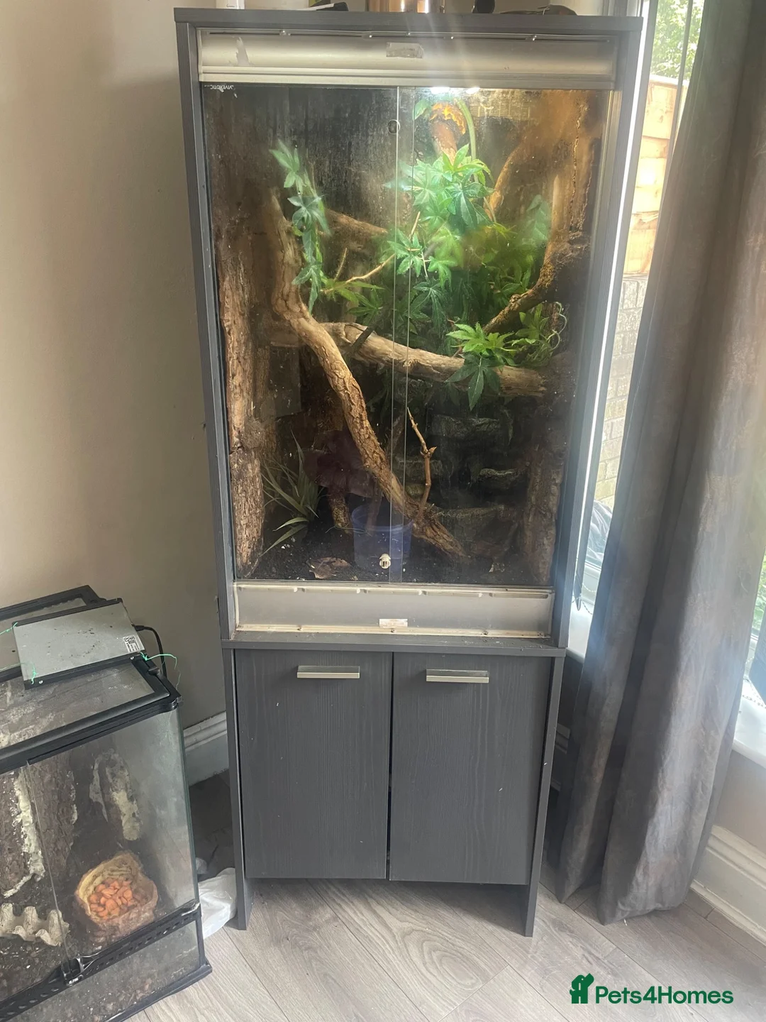 Lizard reptiles for sale: Green keel lizard full set up waterfal - Advert 1