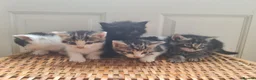 Mixed Breed cats for sale: 5 kittens for sale  - Advert 3