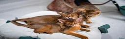 Abyssinian cats for sale: Stunning Wild Ruddy Abyssinian|TICA|Super friendly - Advert 6