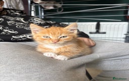 Mixed Breed cats for sale: (NEED HOMES) Beautiful kittens white/ginger - Image 2