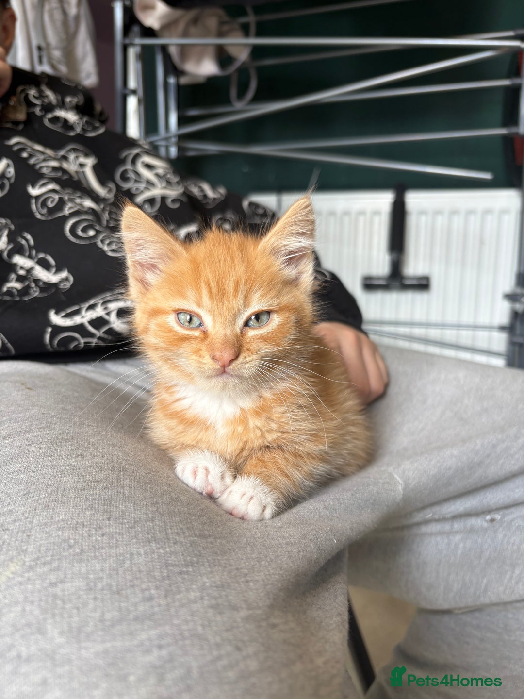 Mixed Breed cats for sale: (NEED HOMES) Beautiful kittens white/ginger - Image 2