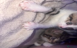 Domestic Shorthair cats for sale: 5 beautiful kittens for sale  - Image 9