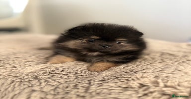 Pomeranian dogs - Advert 8