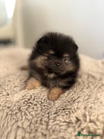 Pomeranian dogs - Advert 8