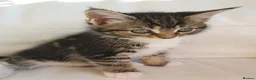 Mixed Breed cats for sale: Maine coon cross kittens - Advert 18