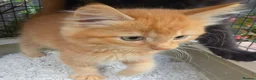 Persian cats for sale: Lovely half persian kitten - Advert 11