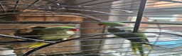 Parrots birds for sale: Alexezindrine parrot in Birmingham - Advert 1