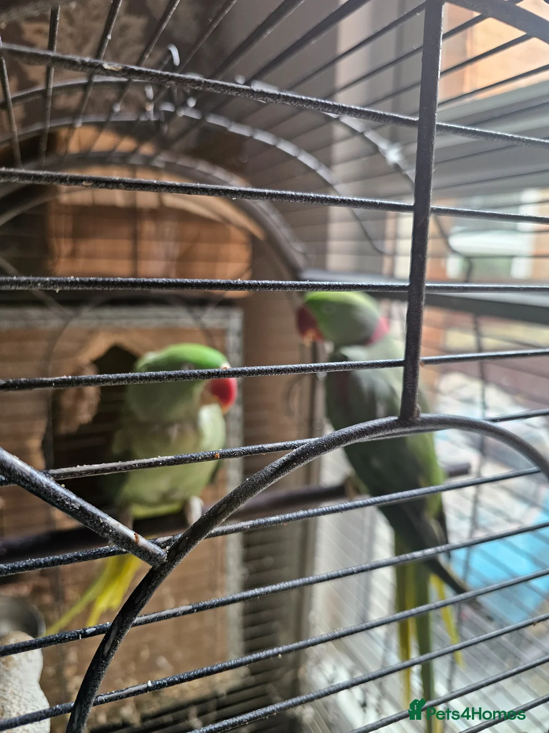 Parrots birds for sale: Alexezindrine parrot in Birmingham - Advert 1