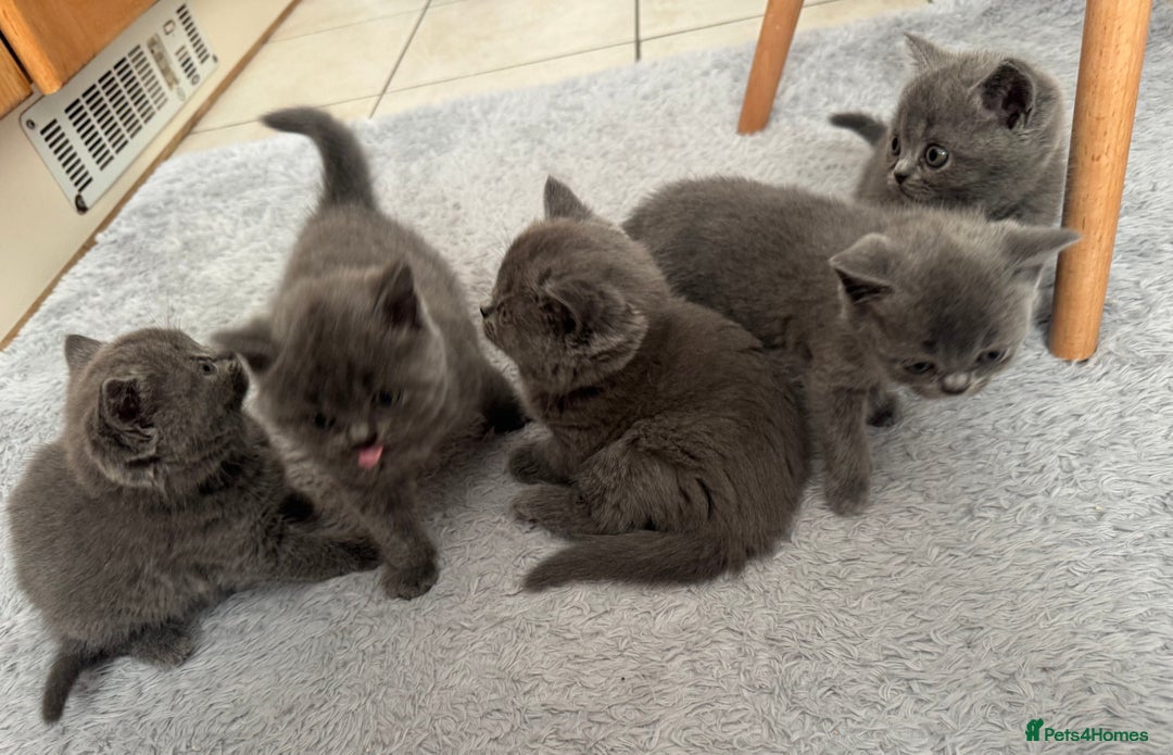 British Longhair cats for sale: Lovely kittens - Advert 8