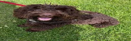 Cockapoo dogs for stud: Proven chocolate Cockapoo STUD - Advert 9