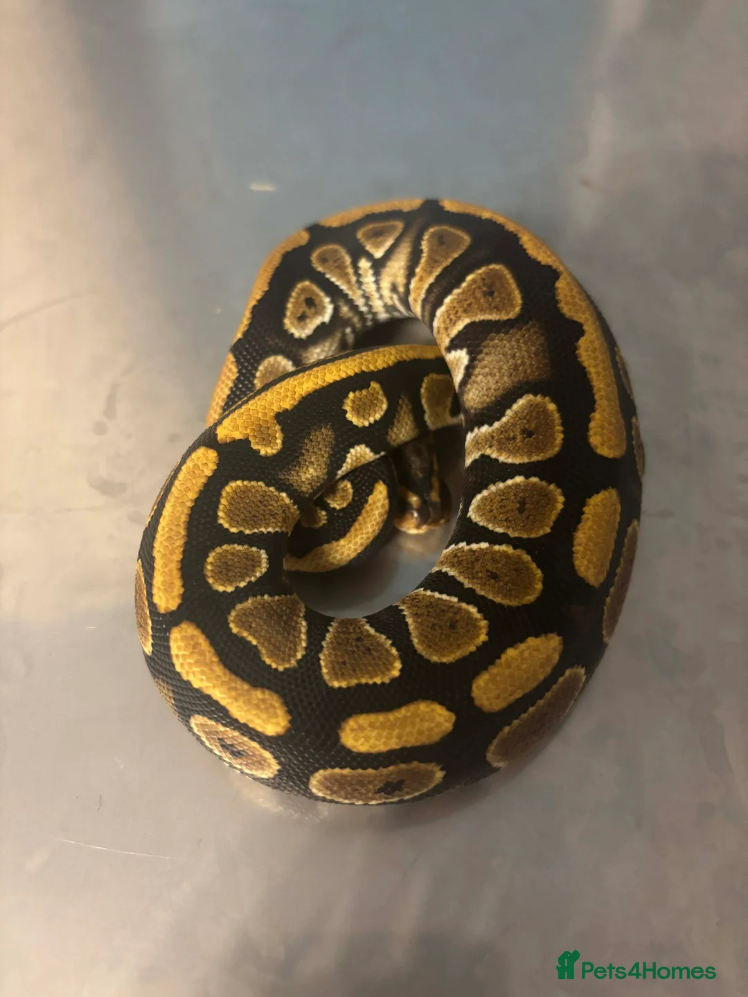 Python Snake reptiles for sale: Captive Bred Ball Pythons – Dundee - Advert 5