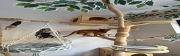 Abyssinian cats for sale: Beautiful abyssinian kittens - Advert 2