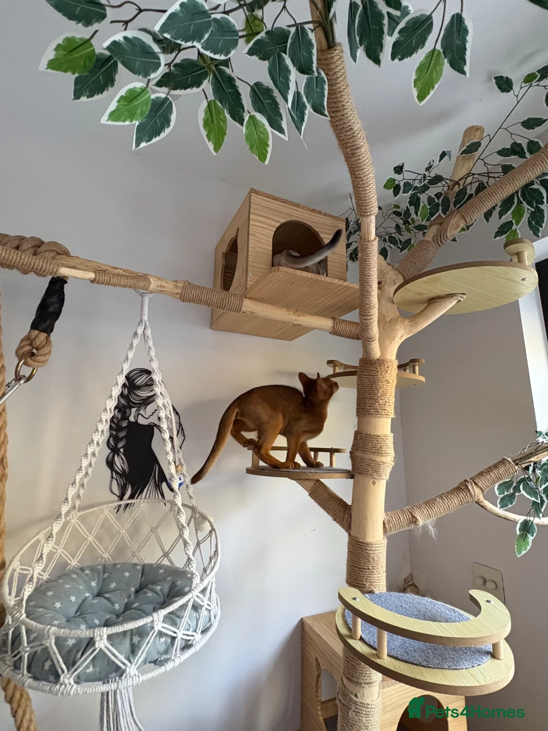 Abyssinian cats for sale: Beautiful abyssinian kittens - Advert 2